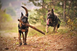 German shephers. Courtesy pexels.com (Josef Feyer)