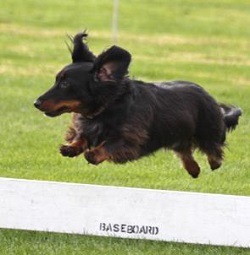 Belle jumping over hurdles