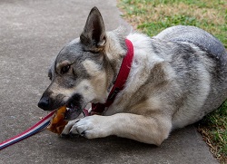 Alfie chewing a pig ear