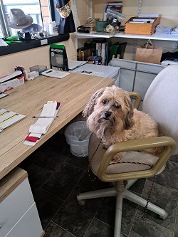 Monty helping in the club ffice