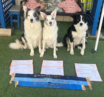 The three canine achievers with their awards