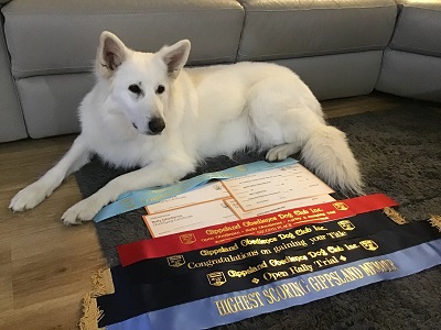 Holly with ribbons and certificates