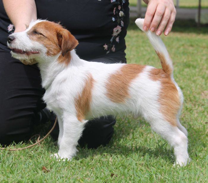 Kadama Jack Russell Terriers & Shetland Sheepdogs