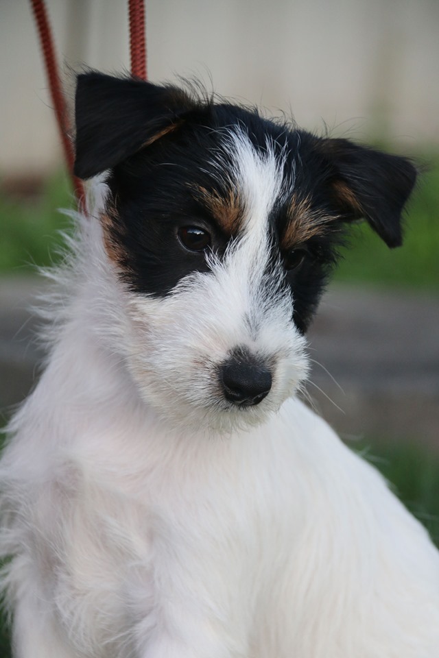 Kadama Jack Russell Terriers & Shetland Sheepdogs