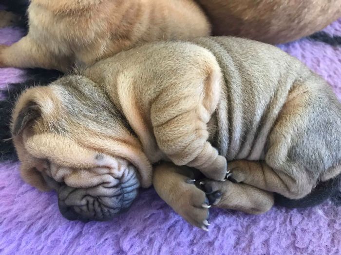 how many puppies are born in a shar pei litter