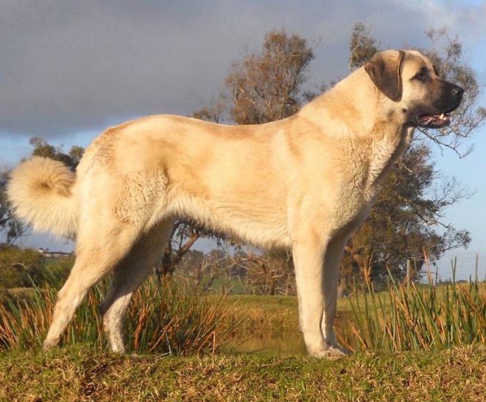 TAKAS Anatolian Shepherd Dogs & VOLKODAV Central Asia Shepherd Dogs