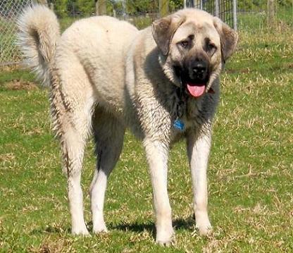 TAKAS Anatolian Shepherd Dogs & VOLKODAV Central Asia Shepherd Dogs