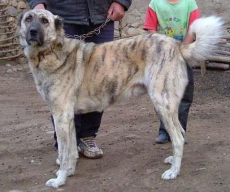 TAKAS Anatolian Shepherd Dogs & VOLKODAV Central Asia Shepherd Dogs