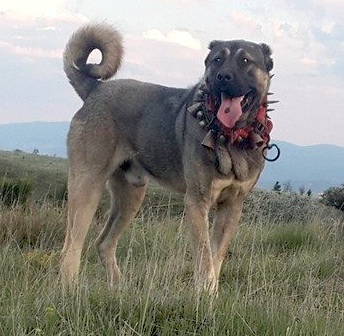 turkish shepherd dog