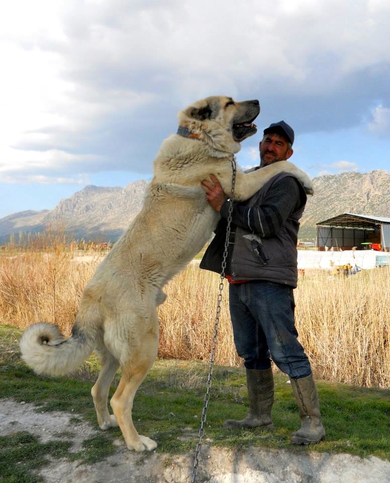 TAKAS Anatolian Shepherd Dogs & VOLKODAV Central Asia Shepherd Dogs