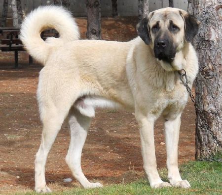 TAKAS Anatolian Shepherd Dogs & VOLKODAV Central Asia Shepherd Dogs