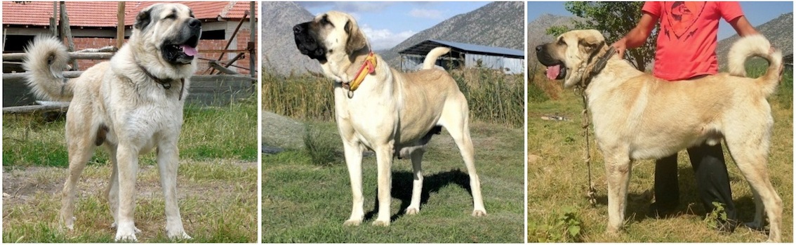 TAKAS VOLKODAV Anatolian Shepherd | Kangal Dog | Australia